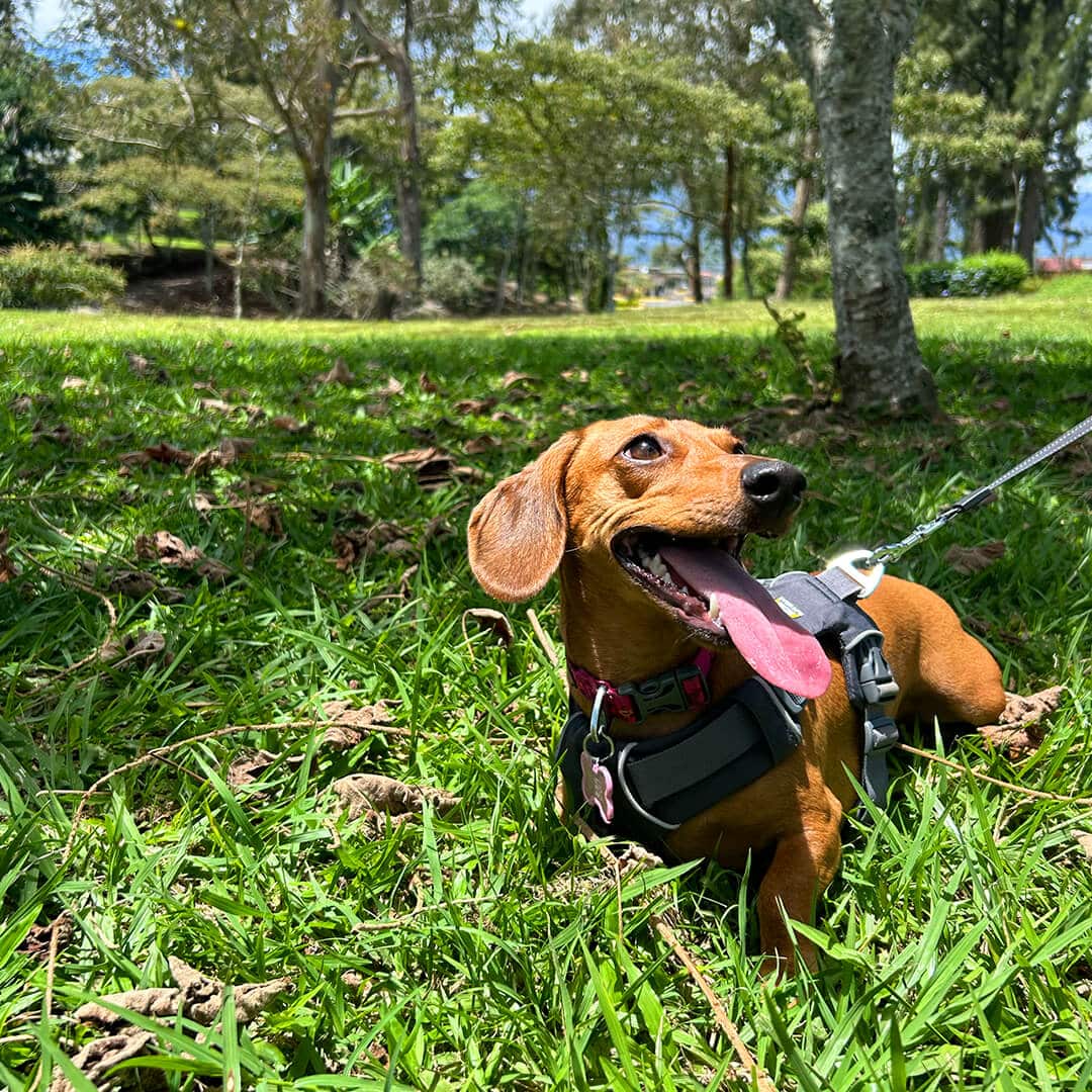 img arrabara mobile 09 Condominios Venta Casa Cartago Lotes